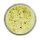 BERKLEY POWERBAIT SELECT GARLIC/GLITTER