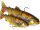 WESTIN TOMMY THE TROUT MULTI JOINTED R2F 16CM 52G SINKING 1PC